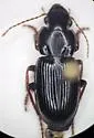 Harpalus nigritarsis - photo 3