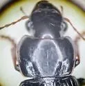 Harpalus nigritarsis - photo 4