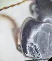 Harpalus nigritarsis - photo 5