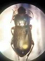 Harpalus obnixus - Harpalus obnixus