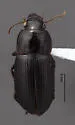 Harpalus opacipennis - photo 2