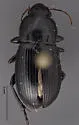 Harpalus opacipennis - photo 3