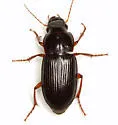 Harpalus paratus - photo 2