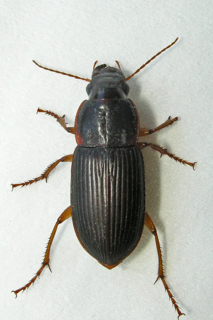 Pennsylvania Dingy Ground Beetle - photo 3