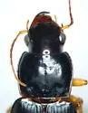 Harpalus protractus - photo 2