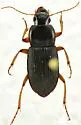 Harpalus protractus - photo 3