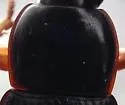 Harpalus protractus - photo 5