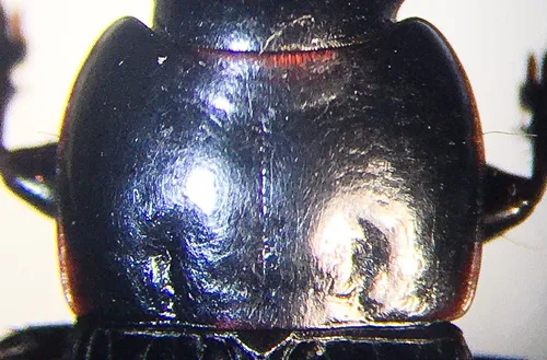 Harpalus providens - photo 2