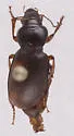 Harpalus puncticeps - photo 3