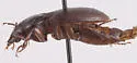 Harpalus puncticeps - photo 4