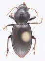 Harpalus puncticeps - photo 5