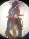 Harpalus retractus - Harpalus retractus