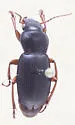 Harpalus retractus - photo 2