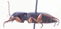 Harpalus retractus - photo 3