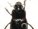 Harpalus reversus - photo 2