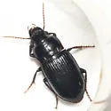 Harpalus reversus - photo 3
