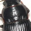 Harpalus reversus - photo 4