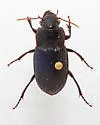 Harpalus reversus - photo 5