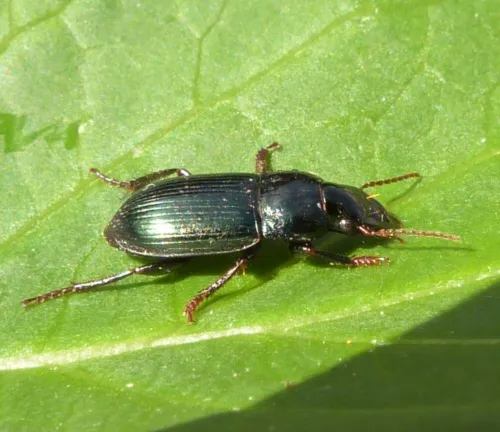 Harpalus rubripes - photo 2