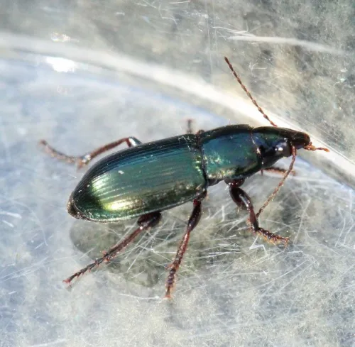 Harpalus rubripes - photo 3
