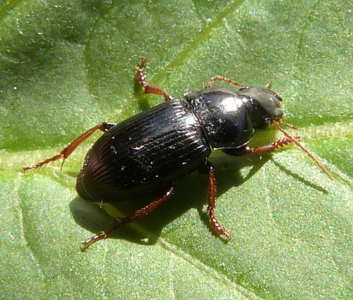 Harpalus rubripes - photo 4