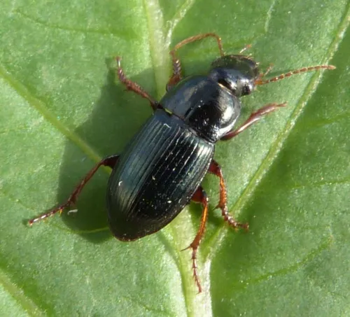 Harpalus rubripes - photo 5