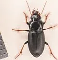 Harpalus solitaris - Harpalus solitaris
