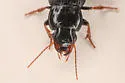 Harpalus solitaris - photo 2