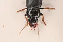 Harpalus solitaris - photo 3