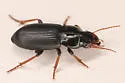 Harpalus solitaris - photo 4
