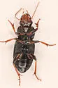 Harpalus solitaris - photo 5