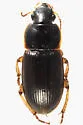 Harpalus somnulentus - photo 2