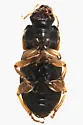 Harpalus somnulentus - photo 3