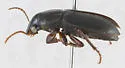 Harpalus somnulentus - photo 4