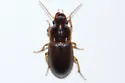 Harpalus somnulentus - photo 5