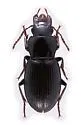 Harpalus spadiceus - Harpalus spadiceus