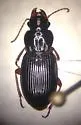 Harpalus spadiceus - photo 2