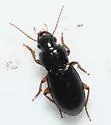 Harpalus spadiceus - photo 4
