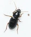 Harpalus spadiceus - photo 5