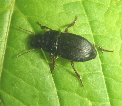 Harpalus tardus - photo 2