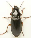 Harpalus texanus - Harpalus texanus