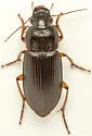 Harpalus texanus - photo 2