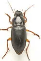 Harpalus texanus - photo 3