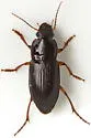 Harpalus texanus - photo 4