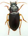 Harpalus texanus - photo 5