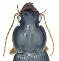 Harpalus vagans - photo 2