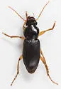 Harpalus vagans - photo 3
