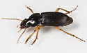Harpalus vagans - photo 4