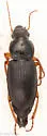 Harpalus vagans - photo 5