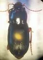 Harpalus ventralis - Harpalus ventralis